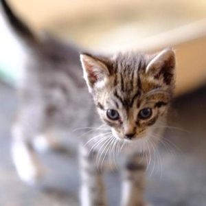 Meet your Posher, Priscilla